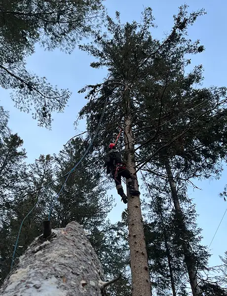 Tree Pruner Saint-Hippolyte