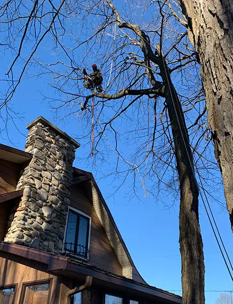 Tree Pruner Saint-Hippolyte
