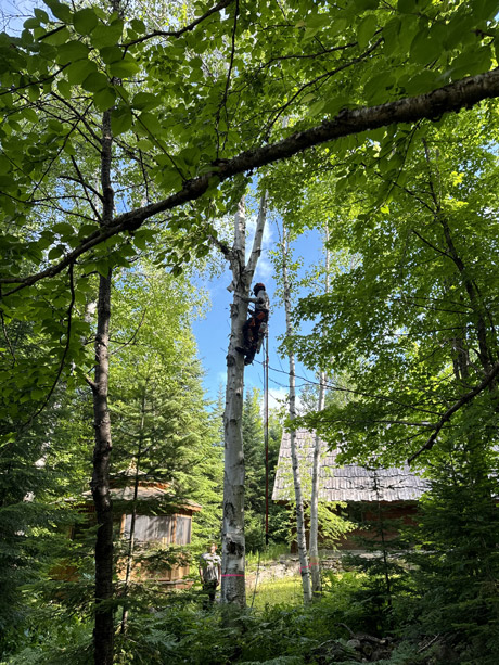 Tree Pruner Sainte-Agathe