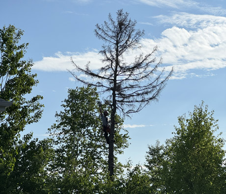 Tree Pruner Sainte-Agathe