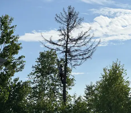 Tree Pruner Sainte-Agathe