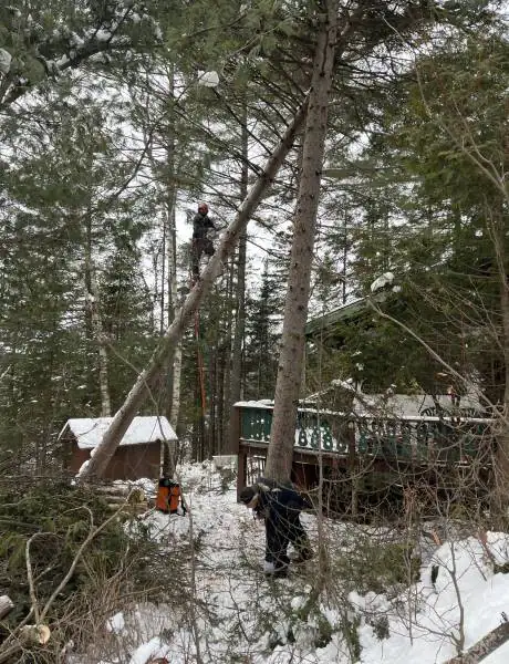 Tree Removal Laurentians
