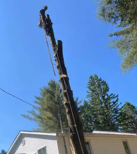 Tree removal Saint-Sauveur