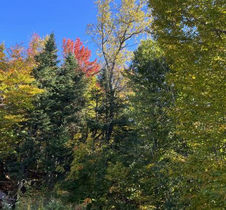 Déboisement Laurentides