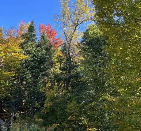 Land clearing Laurentians