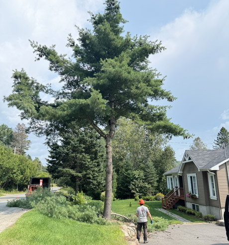 Émondeur Mont-Tremblant