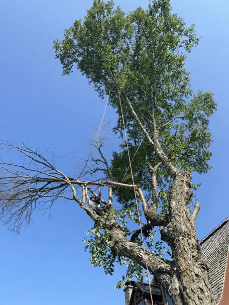 Tree Trimming Estérel