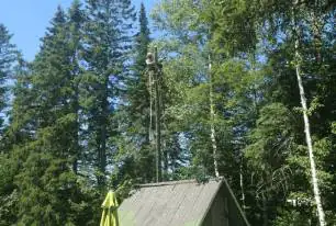 Inspection and Diagnosis trees