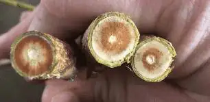 Inspection and Diagnosis trees