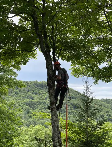Tree Pruner Lac-Supérieur