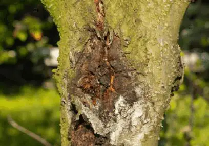 Disease Detection