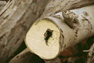 Disease Detection