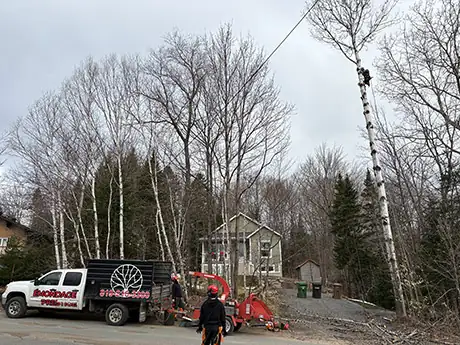 Tree Trimming Mont-Blanc
