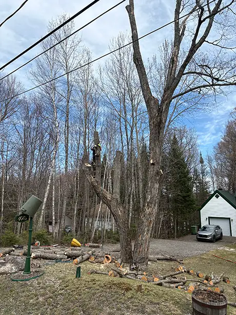 Tree Trimming Mont-Blanc