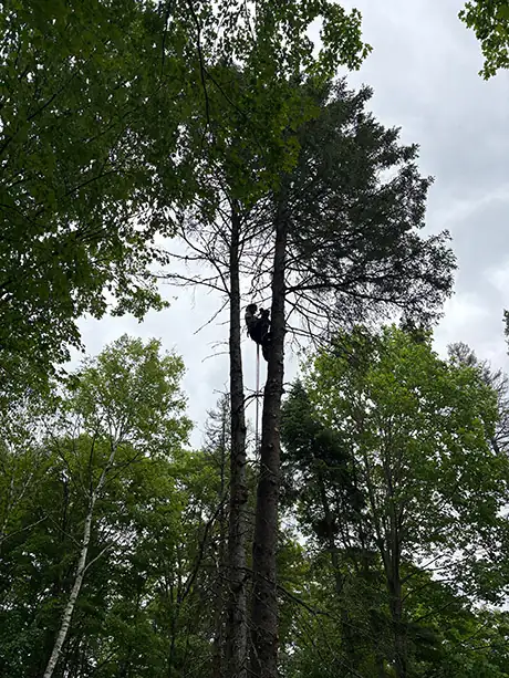 Tree Trimming Morin-Heights