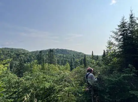 Tree Pruner Piedmont