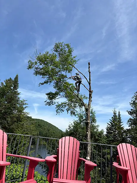 Tree Trimming Val-Morin